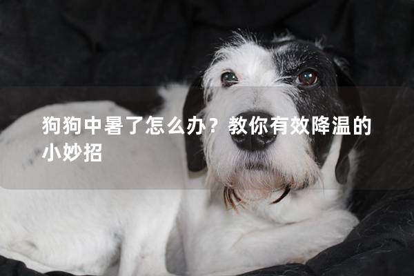 狗狗中暑了怎么办？教你有效降温的小妙招