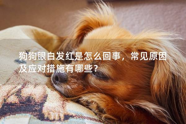 狗狗眼白发红是怎么回事，常见原因及应对措施有哪些？