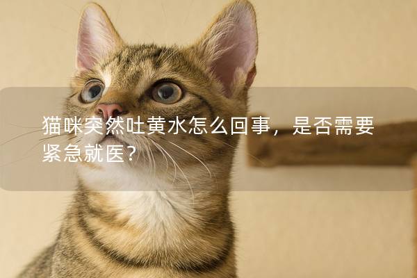 猫咪突然吐黄水怎么回事，是否需要紧急就医？