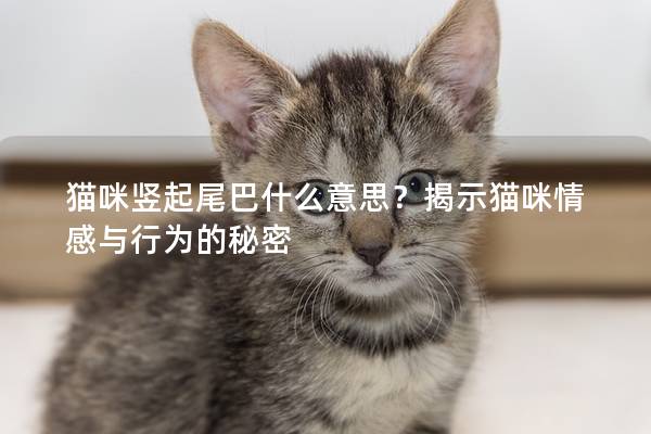 猫咪竖起尾巴什么意思？揭示猫咪情感与行为的秘密