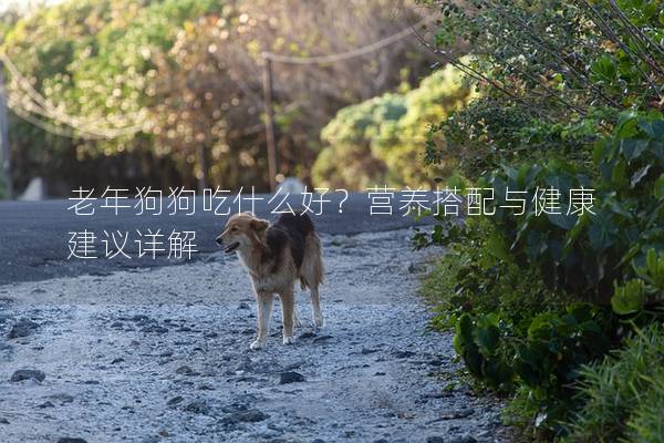 老年狗狗吃什么好？营养搭配与健康建议详解