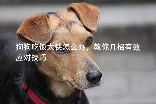 狗狗吃饭太快怎么办，教你几招有效应对技巧