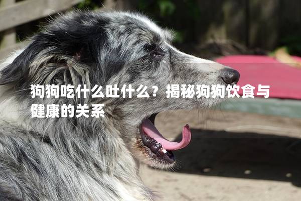 狗狗吃什么吐什么？揭秘狗狗饮食与健康的关系