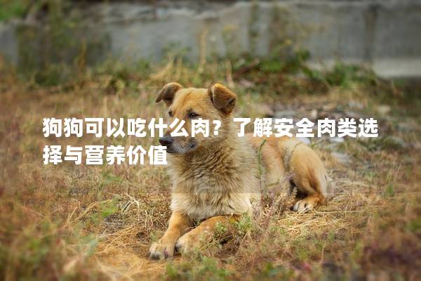 狗狗可以吃什么肉？了解安全肉类选择与营养价值