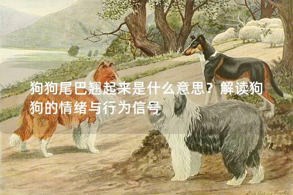 狗狗尾巴翘起来是什么意思？解读狗狗的情绪与行为信号
