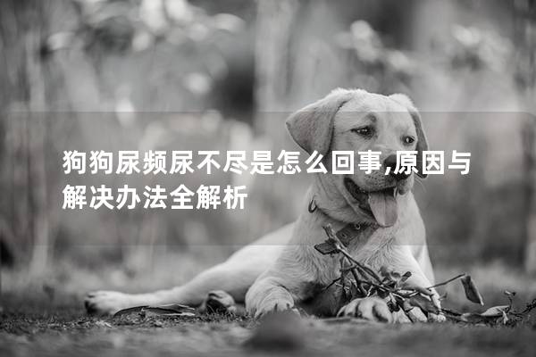 狗狗尿频尿不尽是怎么回事,原因与解决办法全解析