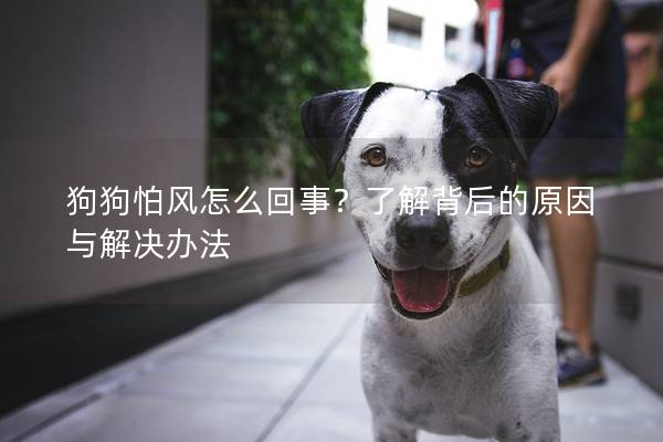 狗狗怕风怎么回事？了解背后的原因与解决办法