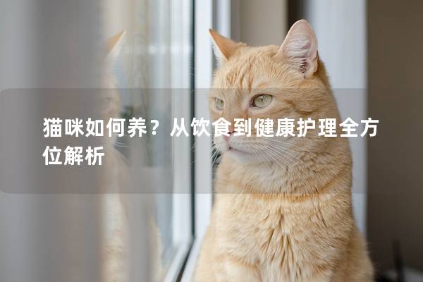 猫咪如何养？从饮食到健康护理全方位解析