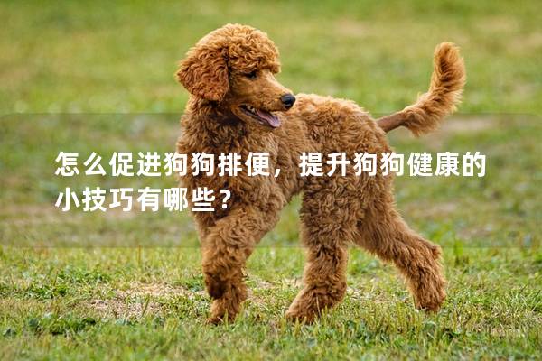 怎么促进狗狗排便，提升狗狗健康的小技巧有哪些？