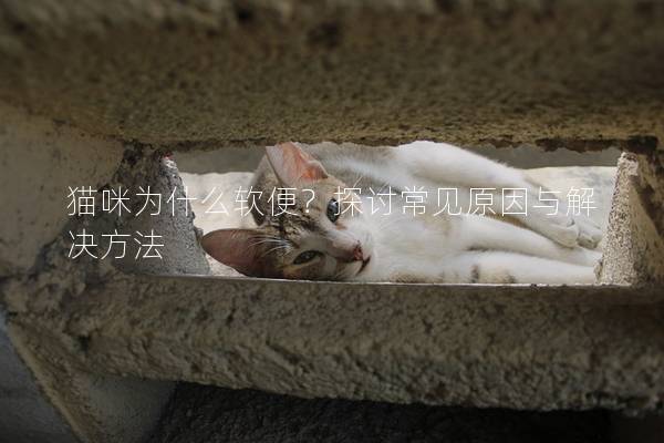 猫咪为什么软便？探讨常见原因与解决方法