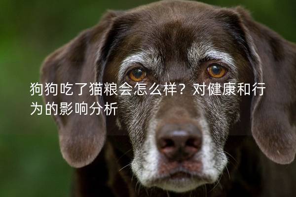 狗狗吃了猫粮会怎么样？对健康和行为的影响分析