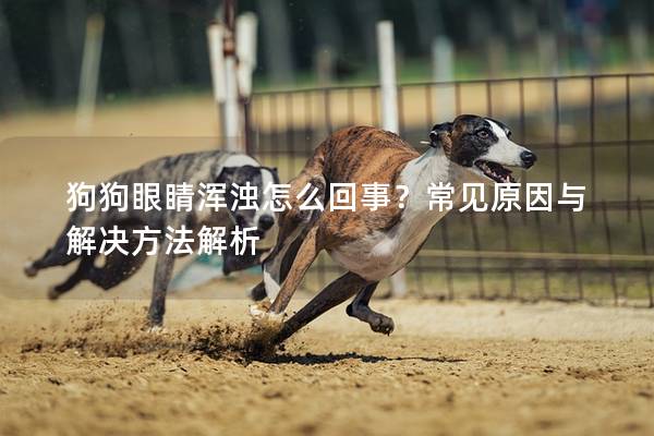狗狗眼睛浑浊怎么回事？常见原因与解决方法解析