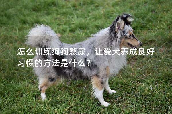 怎么训练狗狗憋尿，让爱犬养成良好习惯的方法是什么？