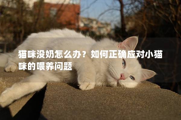 猫咪没奶怎么办？如何正确应对小猫咪的喂养问题