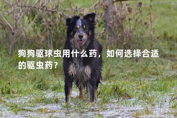 狗狗驱球虫用什么药，如何选择合适的驱虫药？