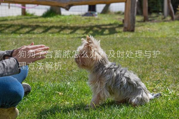 狗狗子宫蓄脓怎么办？及时处理与护理方法解析