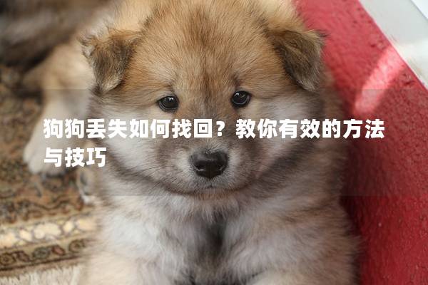 狗狗丢失如何找回？教你有效的方法与技巧