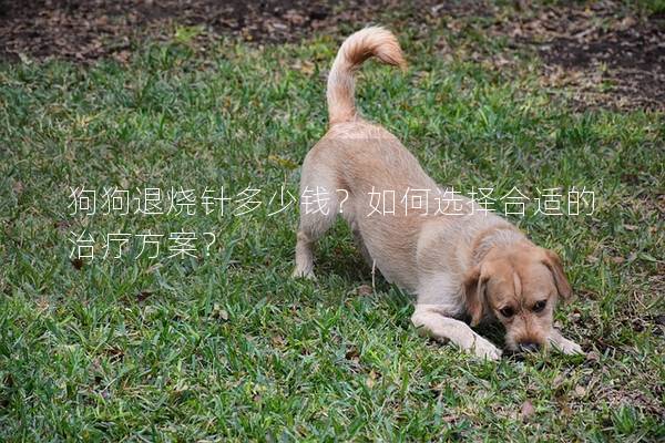 狗狗退烧针多少钱？如何选择合适的治疗方案？