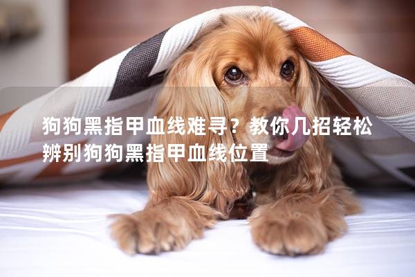 狗狗黑指甲血线难寻？教你几招轻松辨别狗狗黑指甲血线位置