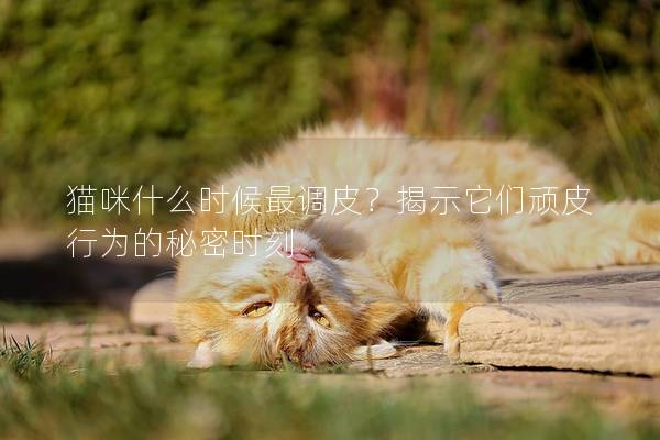 猫咪什么时候最调皮？揭示它们顽皮行为的秘密时刻
