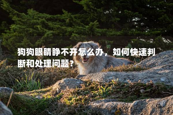 狗狗眼睛睁不开怎么办，如何快速判断和处理问题？