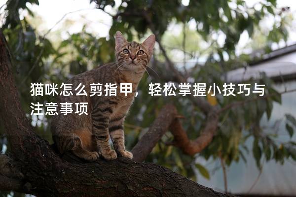 猫咪怎么剪指甲，轻松掌握小技巧与注意事项