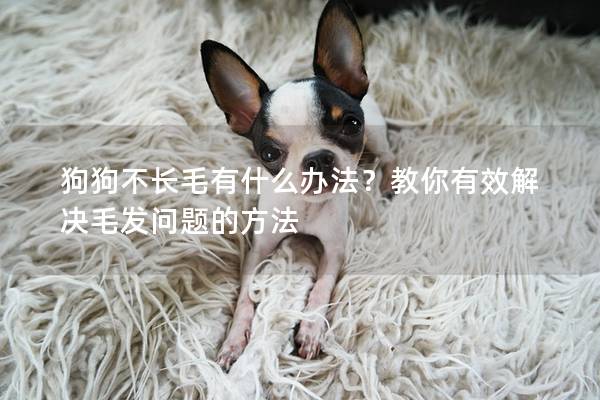 狗狗不长毛有什么办法？教你有效解决毛发问题的方法