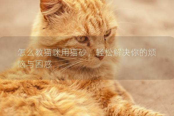 怎么教猫咪用猫砂，轻松解决你的烦恼与困惑
