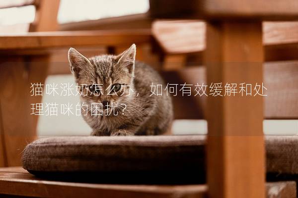 猫咪涨奶怎么办，如何有效缓解和处理猫咪的困扰？