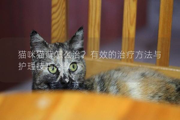 猫咪猫藓怎么治？有效的治疗方法与护理技巧分享