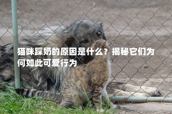 猫咪踩奶的原因是什么？揭秘它们为何如此可爱行为