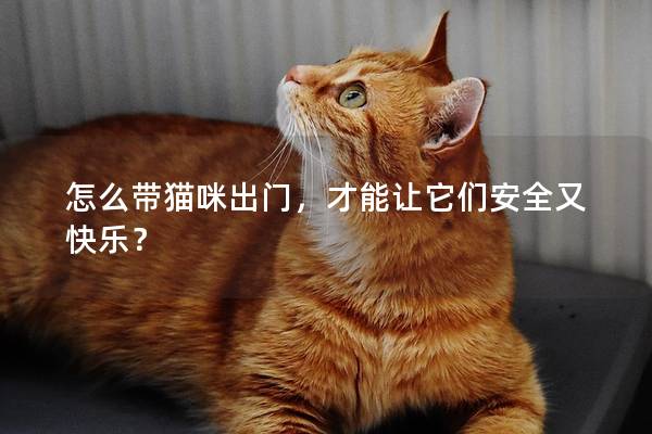 怎么带猫咪出门，才能让它们安全又快乐？