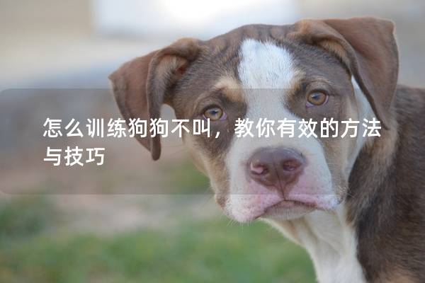 怎么训练狗狗不叫，教你有效的方法与技巧