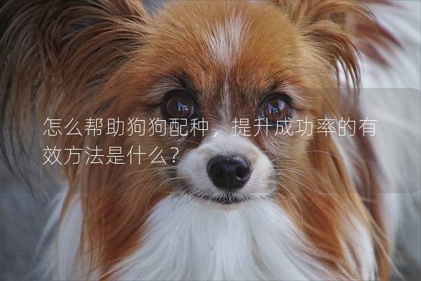 怎么帮助狗狗配种，提升成功率的有效方法是什么？