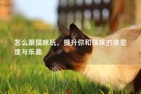 怎么跟猫咪玩，提升你和猫咪的亲密度与乐趣