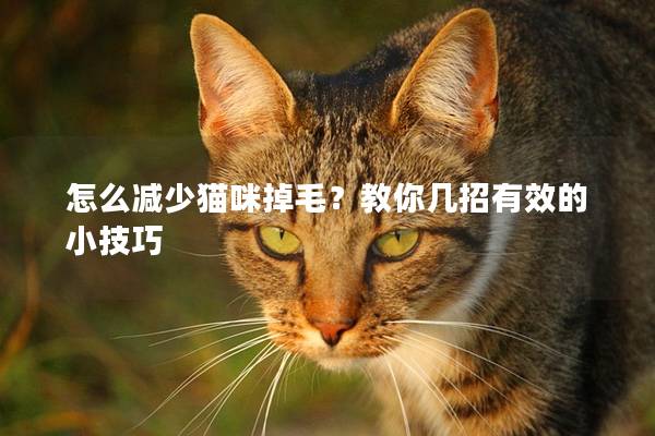 怎么减少猫咪掉毛？教你几招有效的小技巧