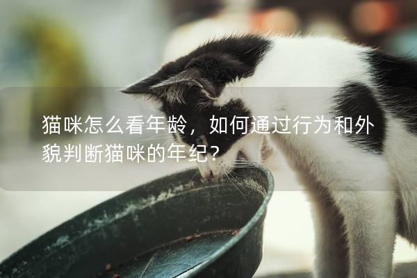 猫咪怎么看年龄，如何通过行为和外貌判断猫咪的年纪？