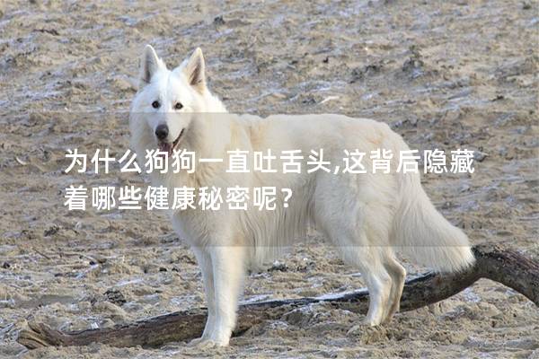 为什么狗狗一直吐舌头,这背后隐藏着哪些健康秘密呢？