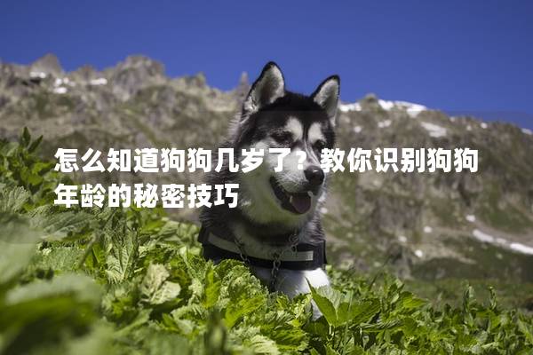 怎么知道狗狗几岁了？教你识别狗狗年龄的秘密技巧