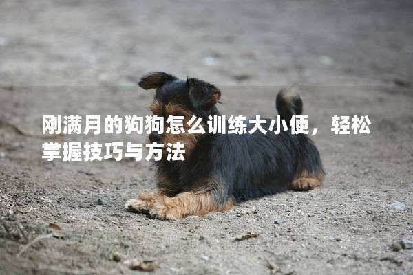 刚满月的狗狗怎么训练大小便，轻松掌握技巧与方法