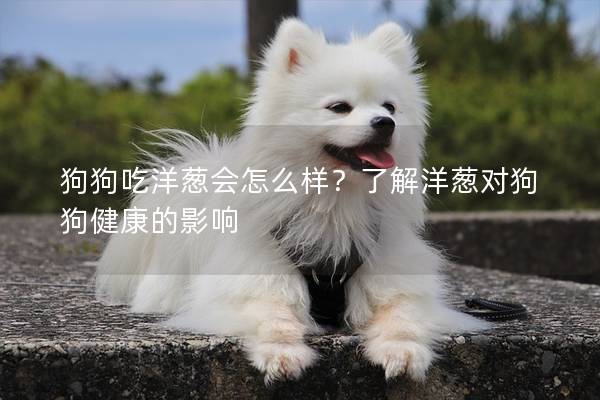 狗狗吃洋葱会怎么样？了解洋葱对狗狗健康的影响