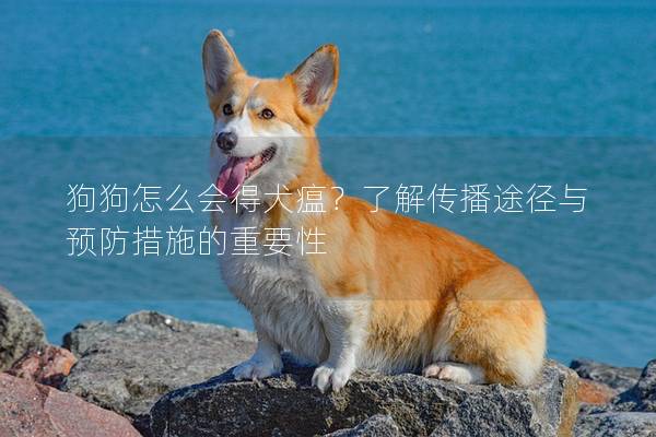 狗狗怎么会得犬瘟？了解传播途径与预防措施的重要性