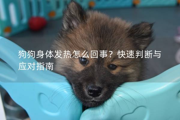 狗狗身体发热怎么回事？快速判断与应对指南