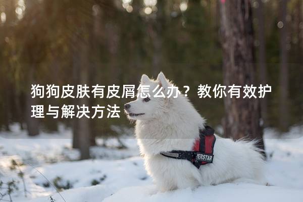 狗狗皮肤有皮屑怎么办？教你有效护理与解决方法