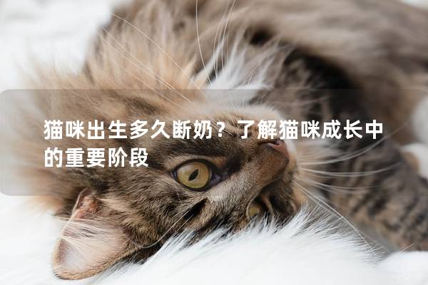 猫咪出生多久断奶？了解猫咪成长中的重要阶段