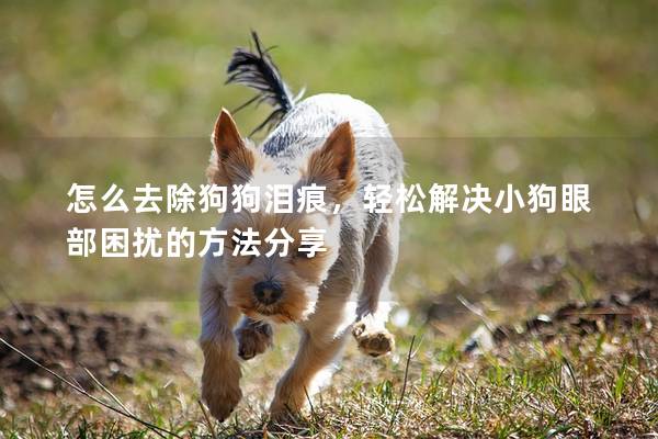 怎么去除狗狗泪痕，轻松解决小狗眼部困扰的方法分享