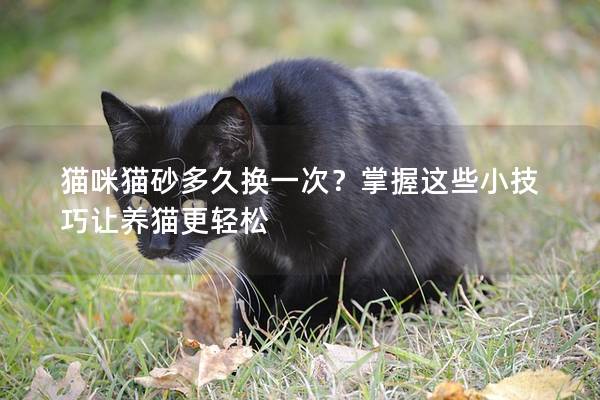 猫咪猫砂多久换一次？掌握这些小技巧让养猫更轻松