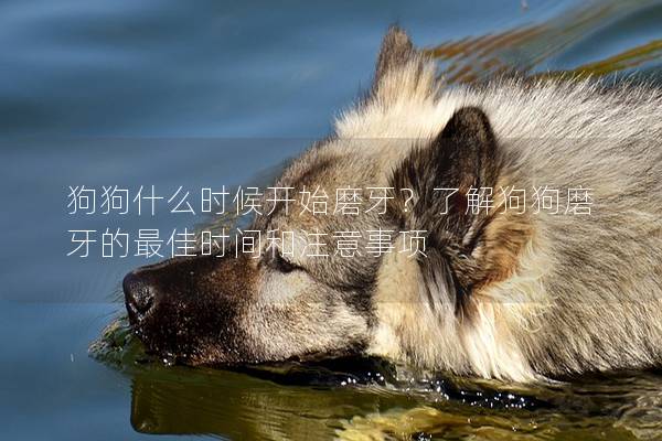 狗狗什么时候开始磨牙？了解狗狗磨牙的最佳时间和注意事项