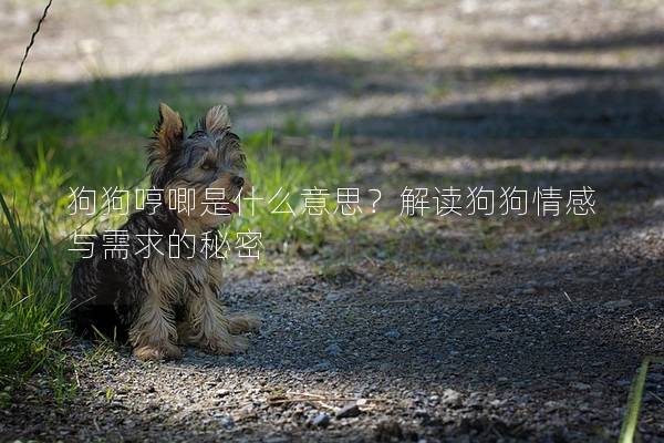 狗狗哼唧是什么意思？解读狗狗情感与需求的秘密