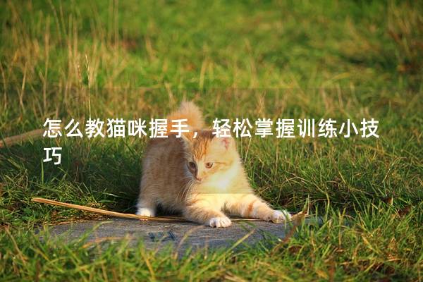 怎么教猫咪握手，轻松掌握训练小技巧